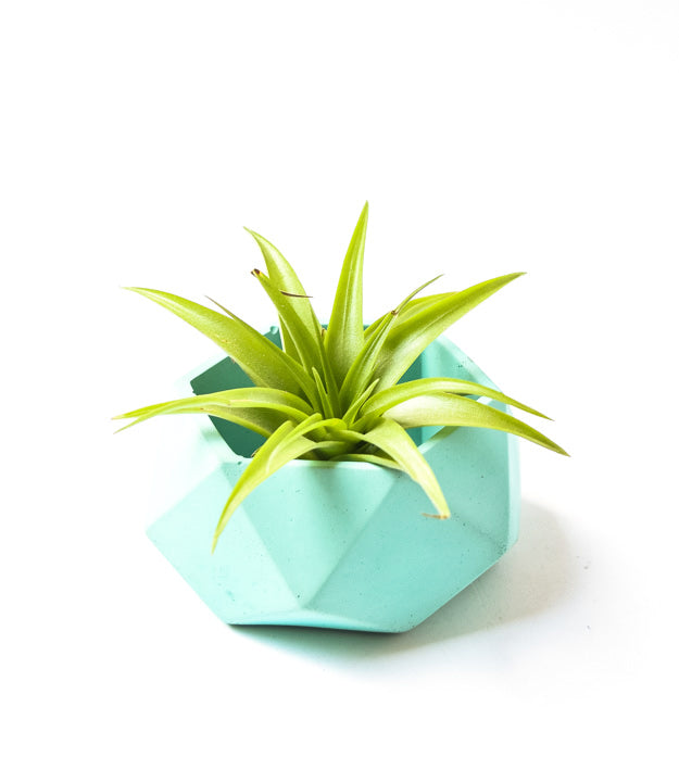 Geometric Planter - Planter with Drainage - Concrete Planter - Cement - Modern - Minimalist - Succulent Planter - Air Plant Holder