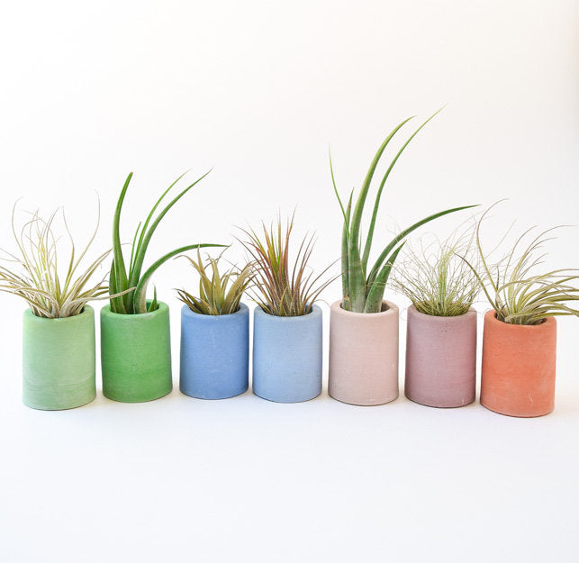 AIr Planter Holder - Mini Planter - Concrete - Modern - Succulent Planter - Wedding/Shower Favor - Office Desk Decor - Toothpick Holder