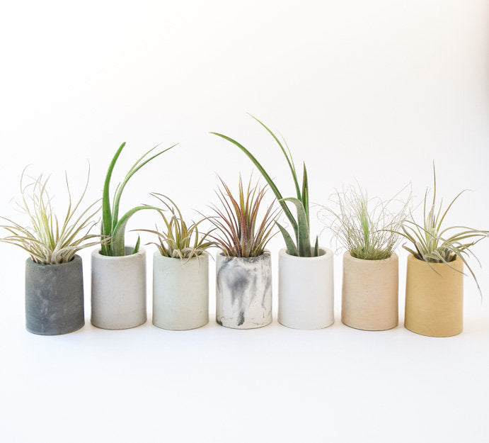 AIr Planter Holder - Mini Planter - Concrete - Modern - Succulent Planter - Wedding/Shower Favor - Office Desk Decor - Toothpick Holder
