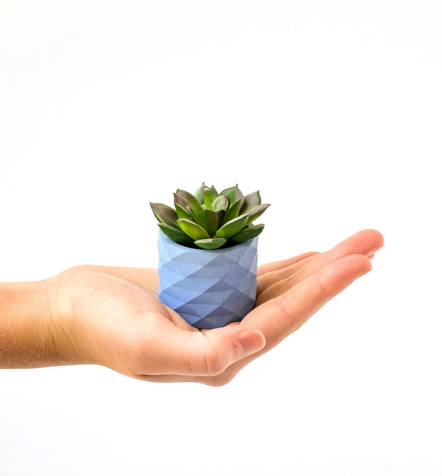 small concrete plant pots Small Concrete Geo Planter