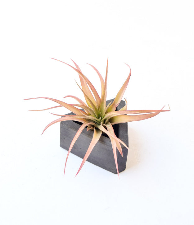 Concrete Planter - Succulent Planter - Air Plant Holder - Planter with Drainage - Cement - Triangle Planter - Geometric - Modern Minimalist